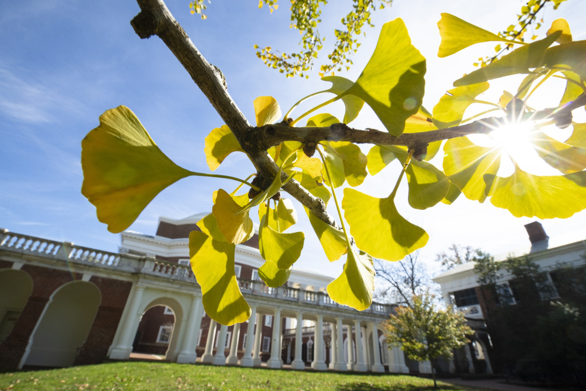 Gingko leaves in the sun