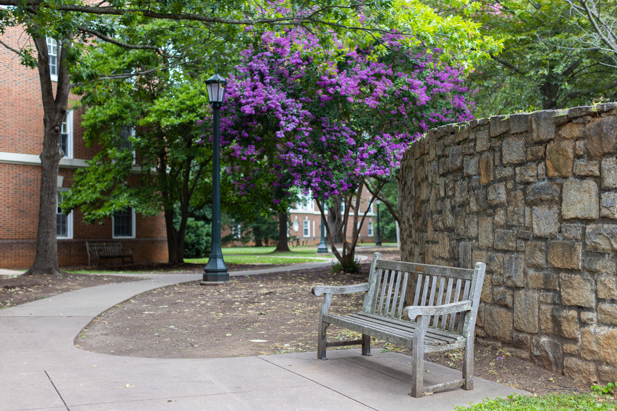 A bench beneath a blooming tree.