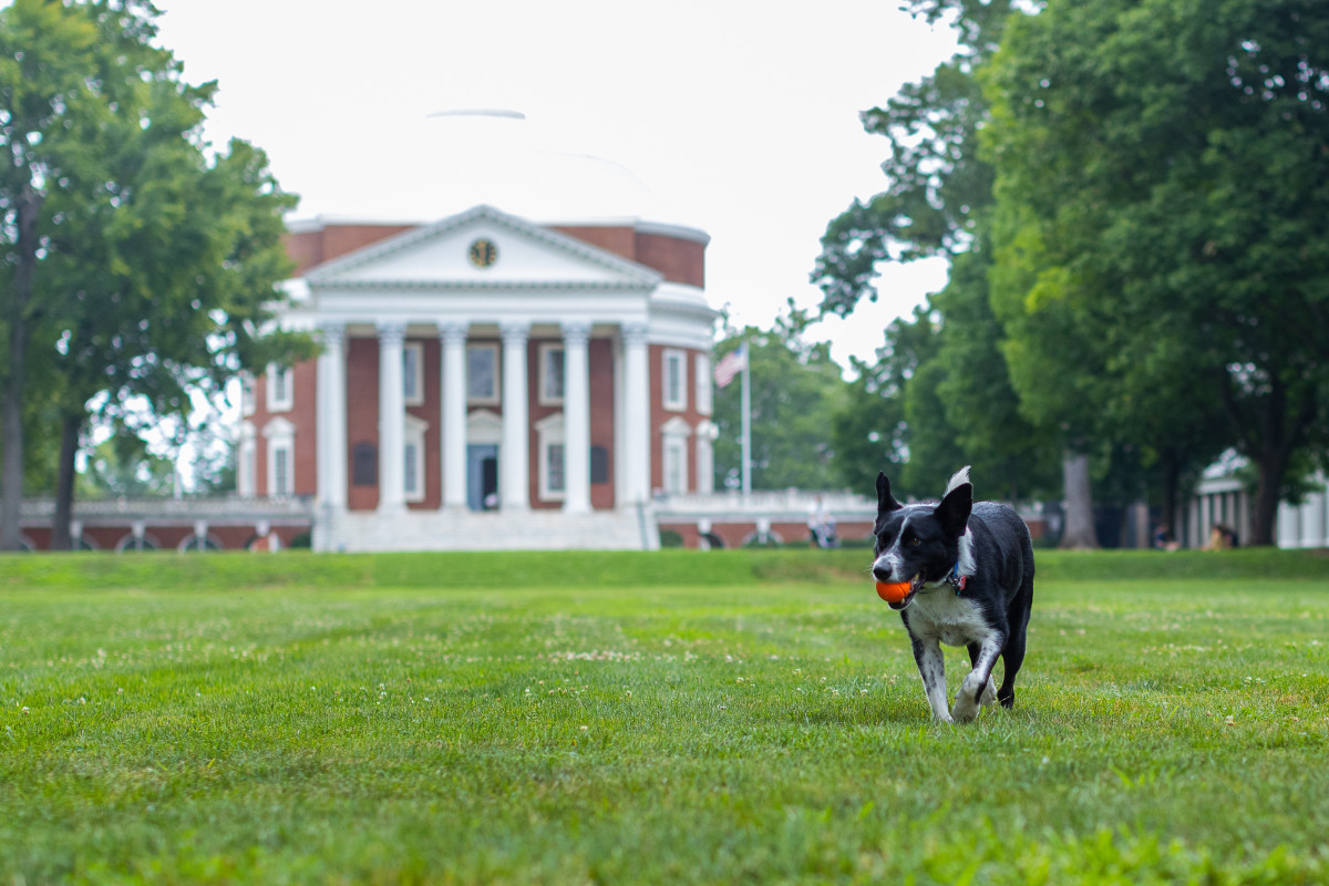 Dog in front of Rotunda